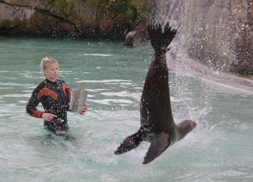 Dressur Kalifornischer Seelöwe im Berliner Zoo
3. 12. 2015. Berlin. Tiergarten. Zoologischer Garten. Tier. Robbe. Kalifornischer Seelöwe. Fütterung und Training. Zalophus californianus
Schlüsselwörter: 2015;Berlin;Dressur;Robbe;Seelöwe;Tier;Trainig;Zalophus californianus;Zoo;Zoologischer Garten