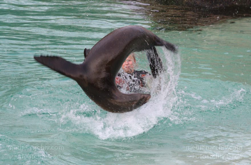 Dressur Kalifornischer Seelöwe im Berliner Zoo
3. 12. 2015. Berlin. Tiergarten. Zoologischer Garten. Tier. Robbe. Kalifornischer Seelöwe. Fütterung und Training. Zalophus californianus
Schlüsselwörter: 2015;Berlin;Dressur;Robbe;Seelöwe;Tier;Trainig;Zalophus californianus;Zoo;Zoologischer Garten