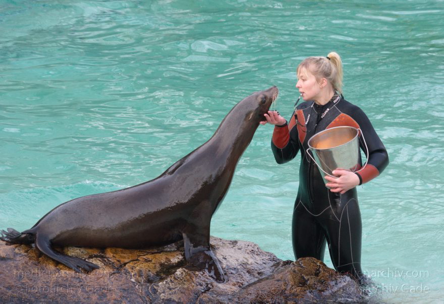 Dressur Kalifornischer Seelöwe im Berliner Zoo
3. 12. 2015. Berlin. Tiergarten. Zoologischer Garten. Tier. Robbe. Kalifornischer Seelöwe. Fütterung und Training. Zalophus californianus
Schlüsselwörter: 2015;Berlin;Dressur;Robbe;Seelöwe;Tier;Trainig;Zalophus californianus;Zoo;Zoologischer Garten