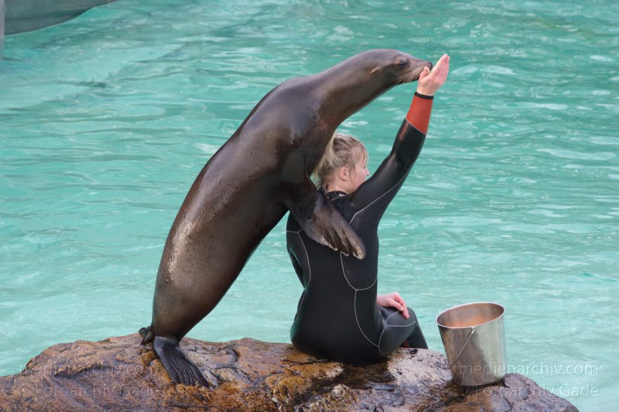Dressur Kalifornischer Seelöwe im Berliner Zoo
3. 12. 2015. Berlin. Tiergarten. Zoologischer Garten. Tier. Robbe. Kalifornischer Seelöwe. Fütterung und Training. Zalophus californianus
Schlüsselwörter: 2015;Berlin;Dressur;Robbe;Seelöwe;Tier;Trainig;Zalophus californianus;Zoo;Zoologischer Garten