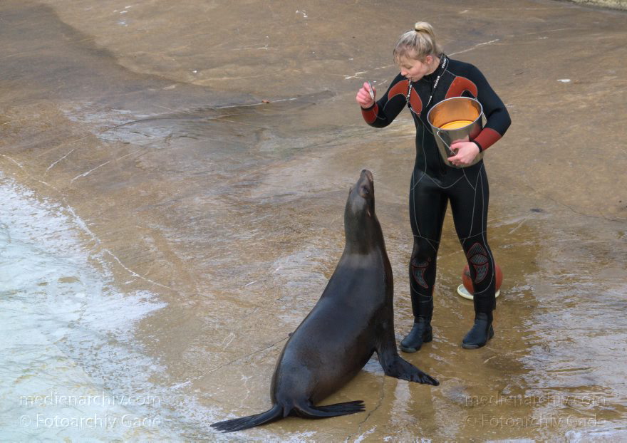 Dressur Kalifornischer Seelöwe im Berliner Zoo
3. 12. 2015. Berlin. Tiergarten. Zoologischer Garten. Tier. Robbe. Kalifornischer Seelöwe. Fütterung und Training. Zalophus californianus
Schlüsselwörter: 2015;Berlin;Dressur;Robbe;Seelöwe;Tier;Trainig;Zalophus californianus;Zoo;Zoologischer Garten