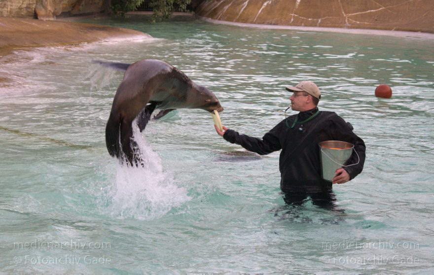 Dressur Kalifornischer Seelöwe im Berliner Zoo
3. 12. 2015. Berlin. Tiergarten. Zoologischer Garten. Tier. Robbe. Kalifornischer Seelöwe. Fütterung und Training. Zalophus californianus
Schlüsselwörter: 2015;Berlin;Dressur;Robbe;Seelöwe;Tier;Trainig;Zalophus californianus;Zoo;Zoologischer Garten