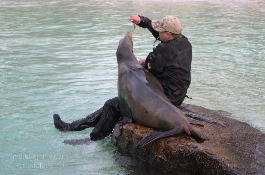 Dressur Kalifornischer Seelöwe im Berliner Zoo
3. 12. 2015. Berlin. Tiergarten. Zoologischer Garten. Tier. Robbe. Kalifornischer Seelöwe. Fütterung und Training. Zalophus californianus
Schlüsselwörter: 2015;Berlin;Dressur;Robbe;Seelöwe;Tier;Trainig;Zalophus californianus;Zoo;Zoologischer Garten