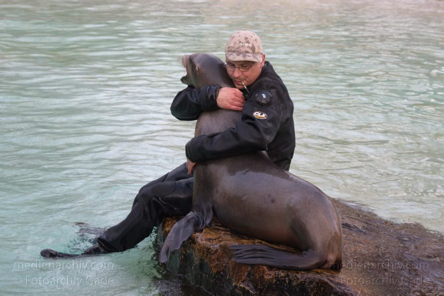 Dressur Kalifornischer Seelöwe im Berliner Zoo
3. 12. 2015. Berlin. Tiergarten. Zoologischer Garten. Tier. Robbe. Kalifornischer Seelöwe. Fütterung und Training. Zalophus californianus
Schlüsselwörter: 2015;Berlin;Dressur;Robbe;Seelöwe;Tier;Trainig;Zalophus californianus;Zoo;Zoologischer Garten