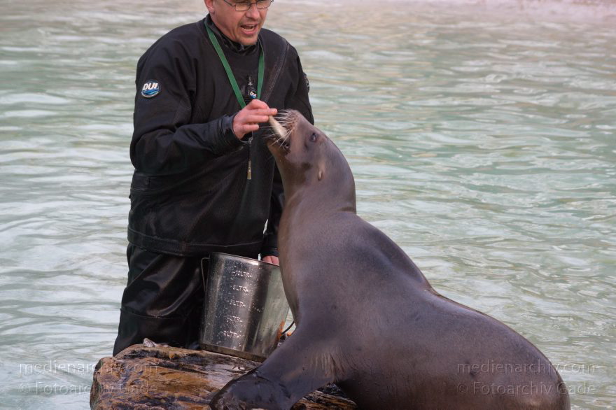 Dressur Kalifornischer Seelöwe im Berliner Zoo
3. 12. 2015. Berlin. Tiergarten. Zoologischer Garten. Tier. Robbe. Kalifornischer Seelöwe. Fütterung und Training. Zalophus californianus
Schlüsselwörter: 2015;Berlin;Dressur;Robbe;Seelöwe;Tier;Trainig;Zalophus californianus;Zoo;Zoologischer Garten