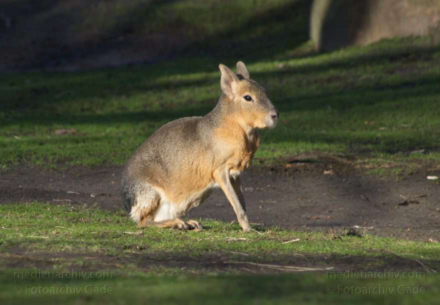 Zoologischer Garten Berlin. Tiere
7. 2. 2014. Berlin. Tiergarten. Zoologischer Garten Berlin. Tiere
Schlüsselwörter: Berlin;Tiere;Tiergarten;2014;Zoologischer Garten Berlin