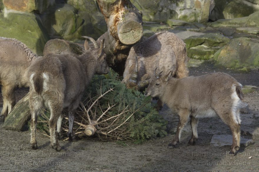Zoologischer Garten Berlin. Tiere
7. 2. 2014. Berlin. Tiergarten. Zoologischer Garten Berlin. Tiere
Schlüsselwörter: Berlin;Tiere;Tiergarten;2014;Zoologischer Garten Berlin