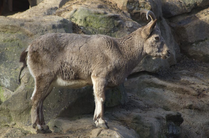 Zoologischer Garten Berlin. Tiere
7. 2. 2014. Berlin. Tiergarten. Zoologischer Garten Berlin. Tiere
Schlüsselwörter: Berlin;Tiere;Tiergarten;2014;Zoologischer Garten Berlin