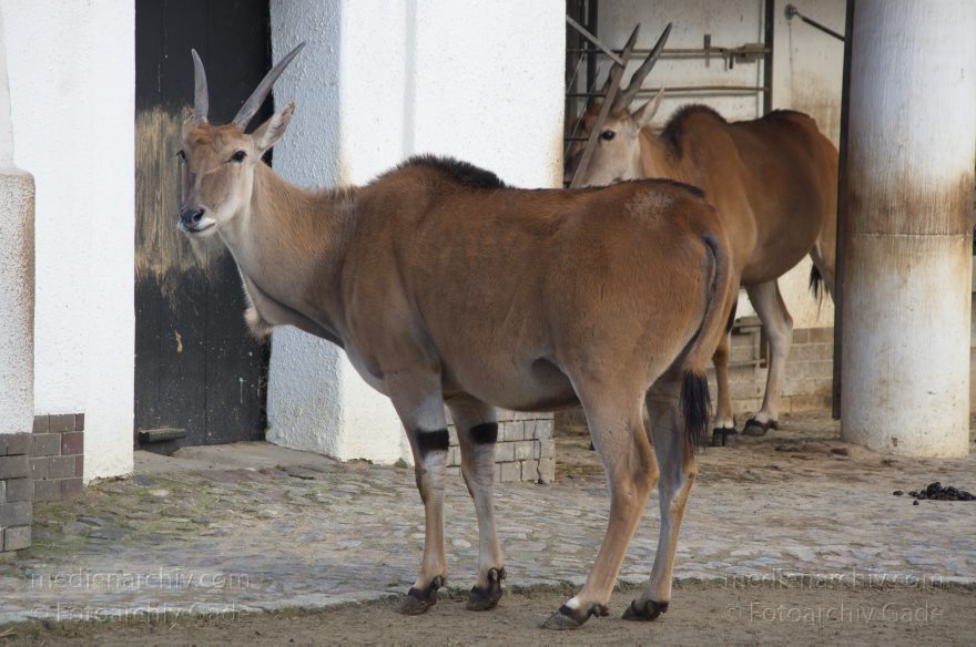 Zoologischer Garten Berlin. Tiere
7. 2. 2014. Berlin. Tiergarten. Zoologischer Garten Berlin. Tiere
Schlüsselwörter: Berlin;Tiere;Tiergarten;2014;Zoologischer Garten Berlin