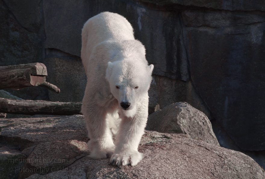 Eisbär (Ursus maritimus)
13. 3. 2014. Berliner Zoo. Tiere. Eisbär (Ursus maritimus)
Schlüsselwörter: Berlin;Eisbär;Tiere;Ursus maritimus;2014;Zoo Berlin