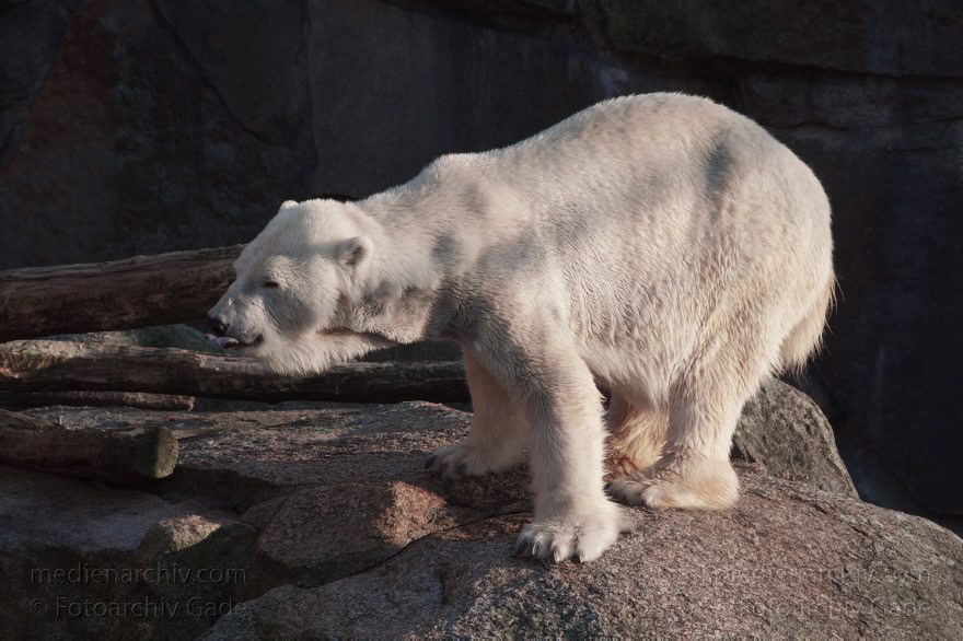 Eisbär (Ursus maritimus)
13. 3. 2014. Berliner Zoo. Tiere. Eisbär (Ursus maritimus)
Schlüsselwörter: Berlin;Eisbär;Tiere;Ursus maritimus;2014;Zoo Berlin