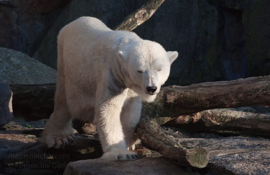 Eisbär (Ursus maritimus)
13. 3. 2014. Berliner Zoo. Tiere. Eisbär (Ursus maritimus)
Schlüsselwörter: Berlin;Eisbär;Tiere;Ursus maritimus;2014;Zoo Berlin