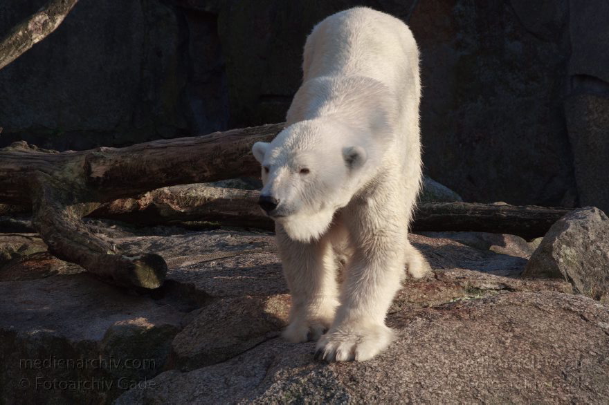 Eisbär (Ursus maritimus)
13. 3. 2014. Berliner Zoo. Tiere. Eisbär (Ursus maritimus)
Schlüsselwörter: Berlin;Eisbär;Tiere;Ursus maritimus;2014;Zoo Berlin