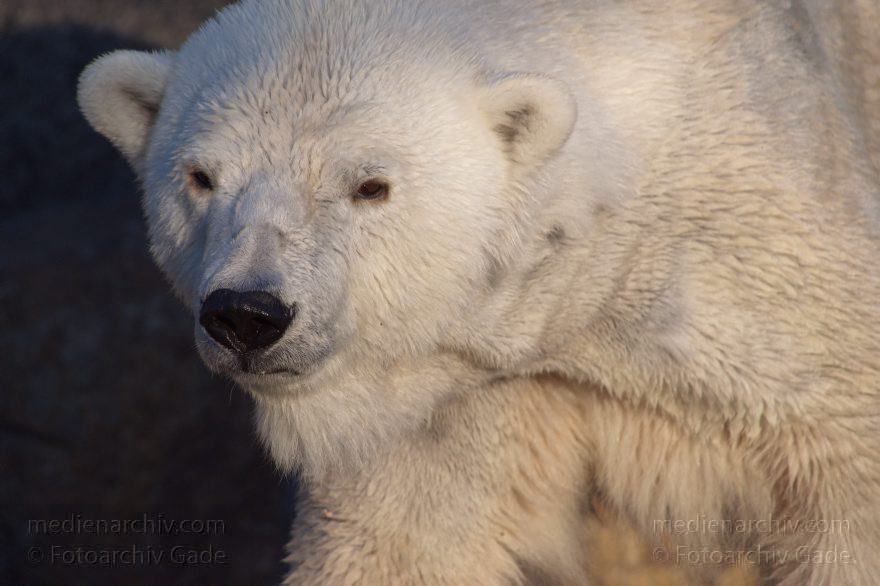 Eisbär (Ursus maritimus)
13. 3. 2014. Berliner Zoo. Tiere. Eisbär (Ursus maritimus)
Schlüsselwörter: Berlin;Eisbär;Tiere;Ursus maritimus;2014;Zoo Berlin