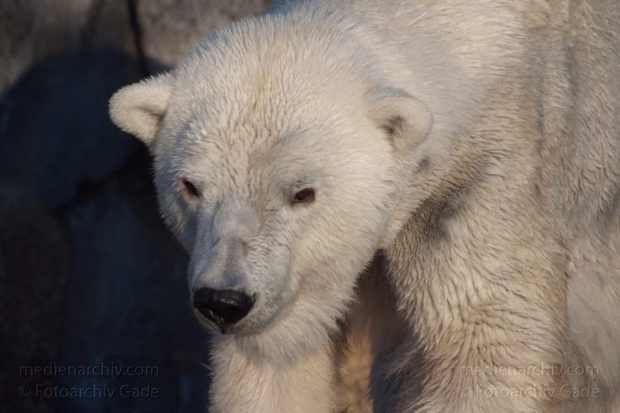 Eisbär (Ursus maritimus)
13. 3. 2014. Berliner Zoo. Tiere. Eisbär (Ursus maritimus)
Schlüsselwörter: Berlin;Eisbär;Tiere;Ursus maritimus;2014;Zoo Berlin