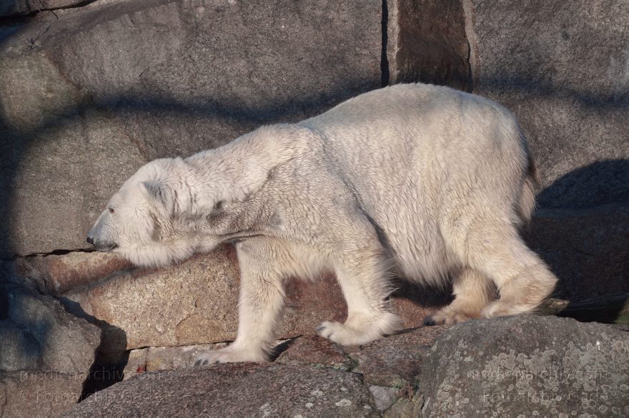 Eisbär (Ursus maritimus)
13. 3. 2014. Berliner Zoo. Tiere. Eisbär (Ursus maritimus)
Schlüsselwörter: Berlin;Eisbär;Tiere;Ursus maritimus;2014;Zoo Berlin