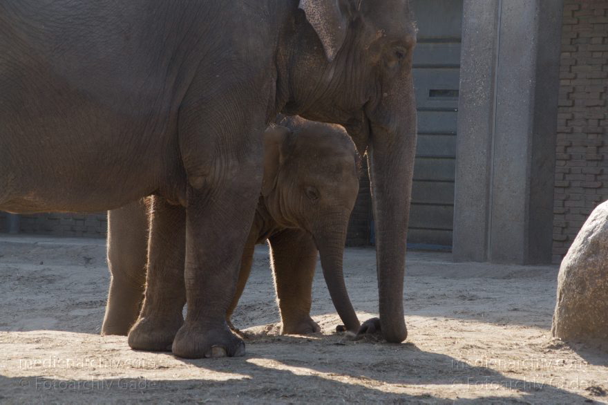 Tiere. Elefanten (Elephantidae)
13. 3. 2014. Berlin. Zoo. Tiere. Elefanten (Elephantidae) Asiatische Elefant (Elephas maximus)
Schlüsselwörter: Asiatische Elefant;Berlin;Elefanten;Elephas maximus;Tiere;2014;Zoo Berlin