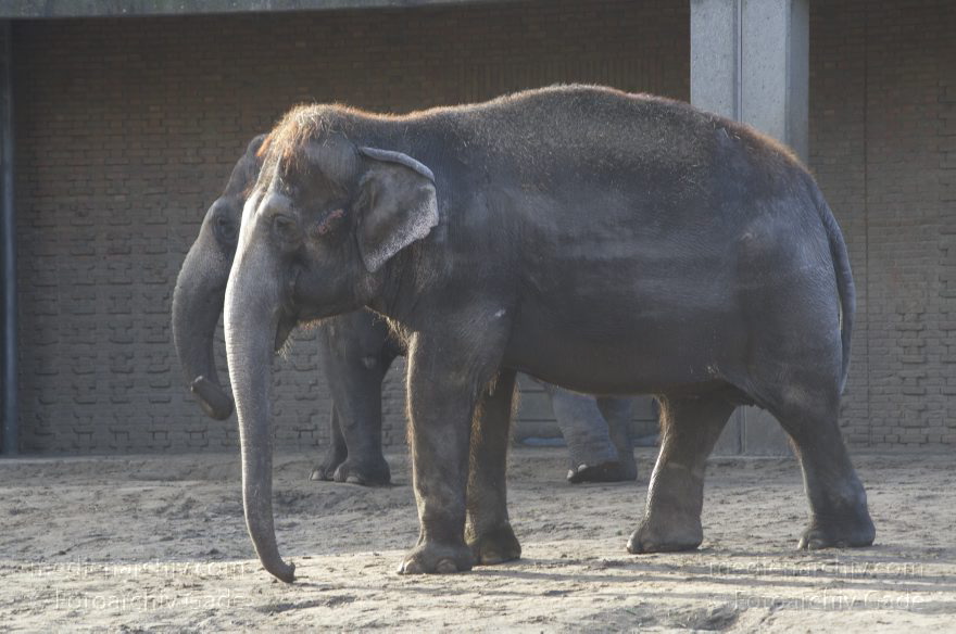 Zoologischer Garten Berlin. Tiere
7. 2. 2014. Berlin. Tiergarten. Zoologischer Garten Berlin. Tiere. Elefanten. Elephantidae
Schlüsselwörter: Berlin;Elefanten;Elephantidae;Tiere;Tiergarten;2014;Zoologischer Garten Berlin
