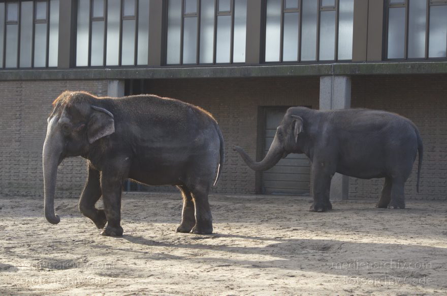 Zoologischer Garten Berlin. Tiere
7. 2. 2014. Berlin. Tiergarten. Zoologischer Garten Berlin. Tiere. Elefanten. Elephantidae
Schlüsselwörter: Berlin;Elefanten;Elephantidae;Tiere;Tiergarten;2014;Zoologischer Garten Berlin
