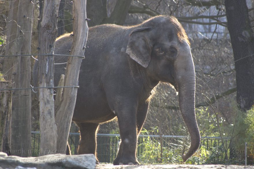Zoologischer Garten Berlin. Tiere
7. 2. 2014. Berlin. Tiergarten. Zoologischer Garten Berlin. Tiere. Elefanten. Elephantidae
Schlüsselwörter: Berlin;Elefanten;Elephantidae;Tiere;Tiergarten;2014;Zoologischer Garten Berlin