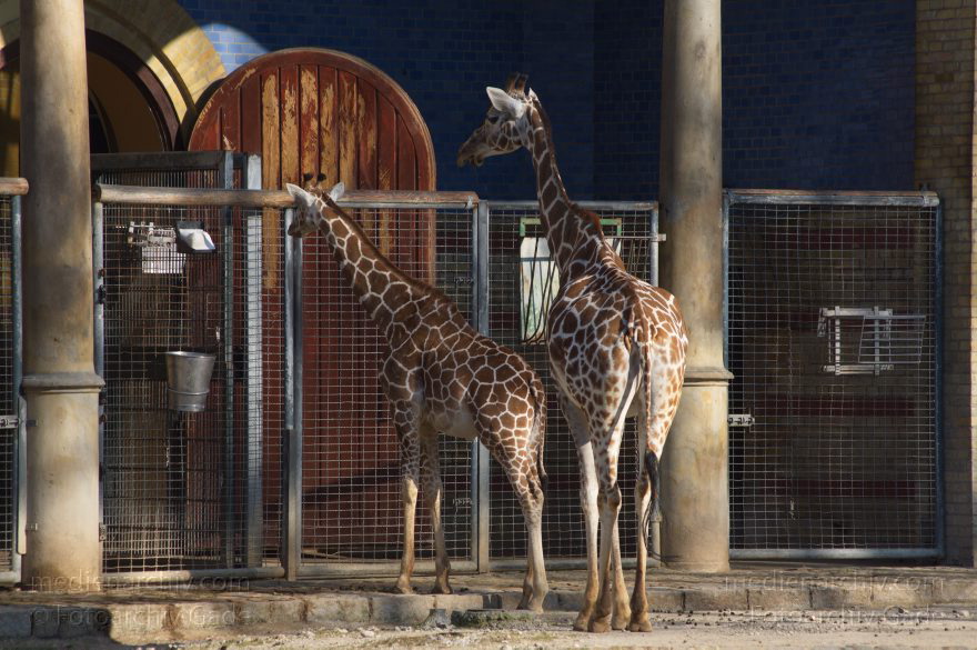 Tiere. Giraffe (Giraffa camelopardalis)
13. 3. 2014. Berlin. Zoo. Tiere. Giraffe (Giraffa camelopardalis)
Schlüsselwörter: Berlin;Giraffa camelopardalis;Giraffe;Tiere;2014;Zoo