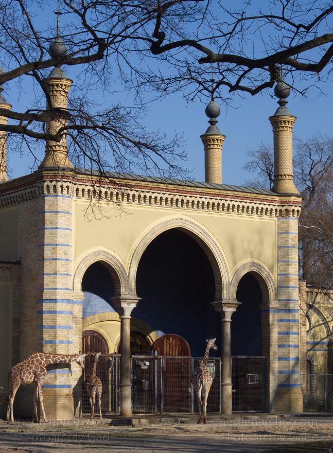 Tiere. Giraffe (Giraffa camelopardalis)
13. 3. 2014. Berlin. Zoo. Tiere. Giraffe (Giraffa camelopardalis)
Schlüsselwörter: Berlin;Giraffa camelopardalis;Giraffe;Tiere;2014;Zoo