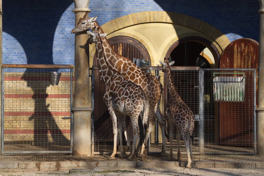Tiere. Giraffe (Giraffa camelopardalis)
13. 3. 2014. Berlin. Zoo. Tiere. Giraffe (Giraffa camelopardalis)
Schlüsselwörter: Berlin;Giraffa camelopardalis;Giraffe;Tiere;2014;Zoo
