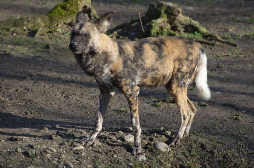 Tiere. Hyänen. Hyaenidae
7. 2. 2014. Berlin. Tiergarten. Zoologischer Garten Berlin. Tiere. Hyänen. Hyaenidae
Schlüsselwörter: Berlin;Hyaenidae;Hyänen;Tiere;Tiergarten;2014;Zoologischer Garten Berlin