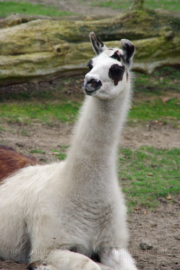 Lama
28. 3. 2010. Berliner Zoo. Tiergarten. Lama
Schlüsselwörter: Berlin;Fauna;Lama;Tiere;Tiergarten;2010;Zoologischer Garten;Mitte