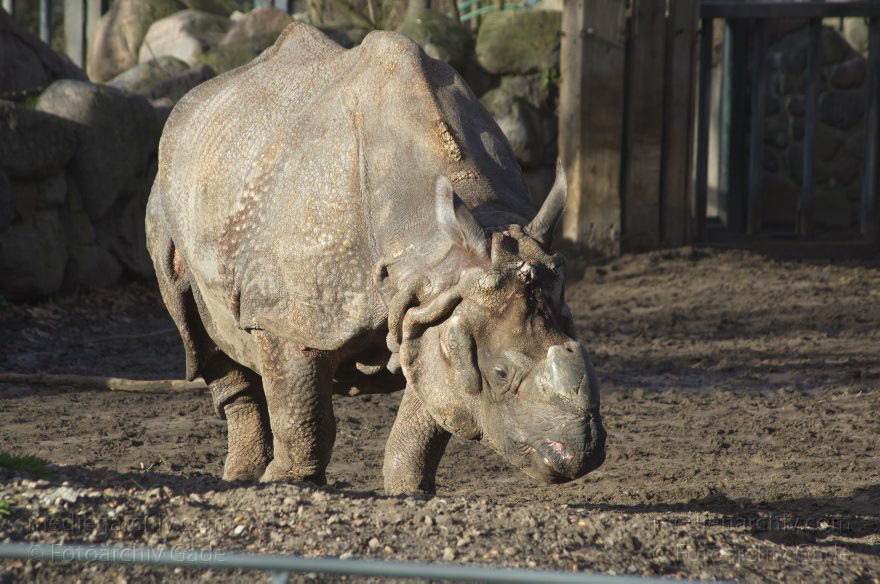 Zoologischer Garten Berlin. Tiere
7. 2. 2014. Berlin. Tiergarten. Zoologischer Garten Berlin. Tiere. Nashorn. Rhinocerotidae. Rhinozerosse
Schlüsselwörter: Berlin;Nashorn;Rhinocerotidae;Rhinozerosse;Tiere;Tiergarten;2014;Zoologischer Garten Berlin