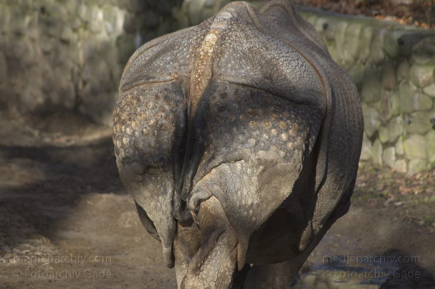 Zoologischer Garten Berlin. Tiere
7. 2. 2014. Berlin. Tiergarten. Zoologischer Garten Berlin. Tiere. Nashorn. Rhinocerotidae. Rhinozerosse
Schlüsselwörter: Berlin;Nashorn;Rhinocerotidae;Rhinozerosse;Tiere;Tiergarten;2014;Zoologischer Garten Berlin