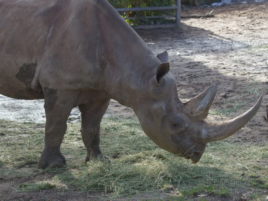 Tiere. Nashorn. Rhinocerotidae
7. 2. 2014. Berlin. Tiergarten. Zoologischer Garten Berlin. Tiere. Nashorn. Rhinocerotidae
Schlüsselwörter: Berlin;Nashorn;Rhinocerotidae;Tiere;Tiergarten;2014;Zoologischer Garten Berlin