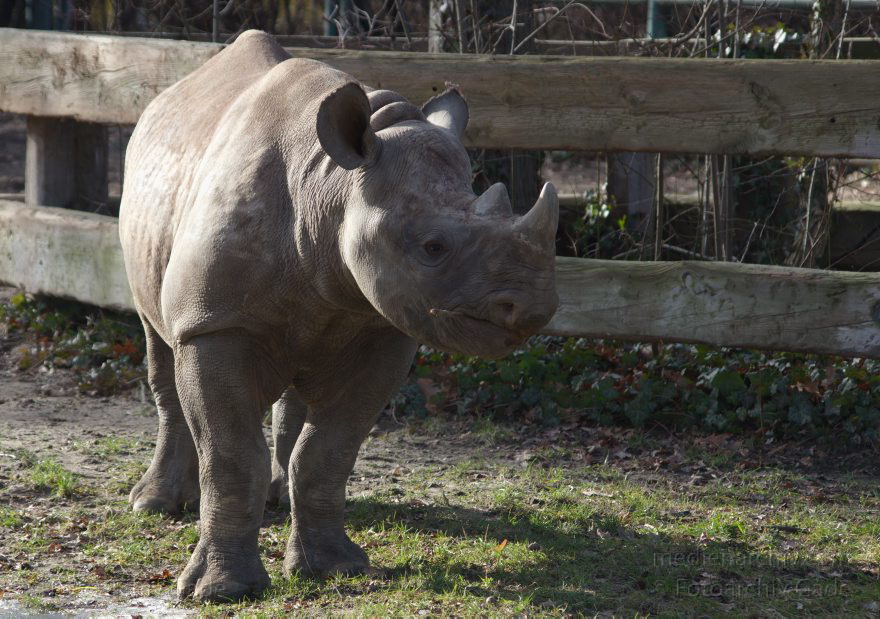 Tiere. Nashorn. Rhinocerotidae
7. 2. 2014. Berlin. Tiergarten. Zoologischer Garten Berlin. Tiere. Nashorn. Rhinocerotidae
Schlüsselwörter: Berlin;Nashorn;Rhinocerotidae;Tiere;Tiergarten;2014;Zoologischer Garten Berlin