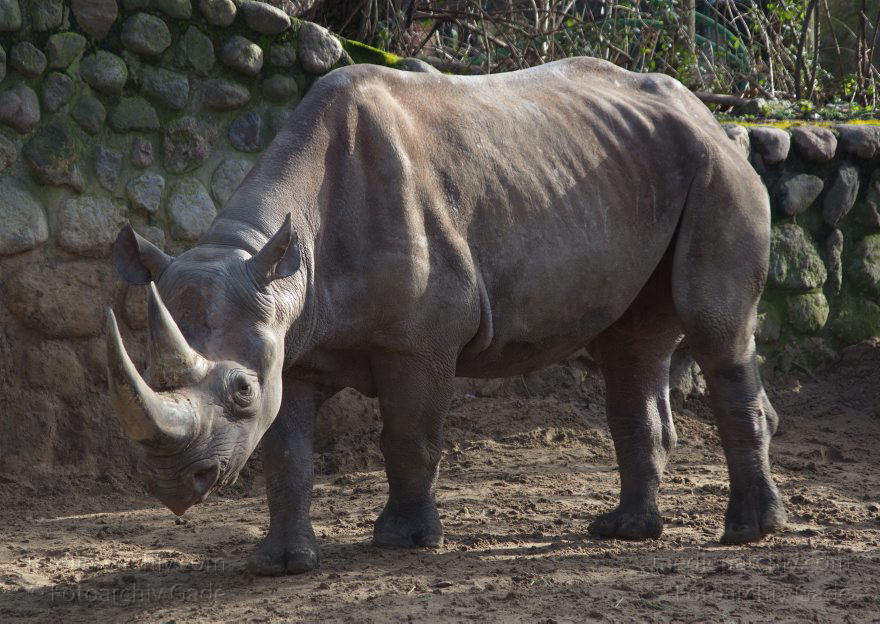 Tiere. Nashorn. Rhinocerotidae
7. 2. 2014. Berlin. Tiergarten. Zoologischer Garten Berlin. Tiere. Nashorn. Rhinocerotidae
Schlüsselwörter: Berlin;Nashorn;Rhinocerotidae;Tiere;Tiergarten;2014;Zoologischer Garten Berlin