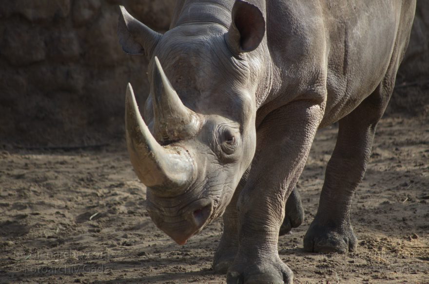 Tiere. Nashorn. Rhinocerotidae
7. 2. 2014. Berlin. Tiergarten. Zoologischer Garten Berlin. Tiere. Nashorn. Rhinocerotidae
Schlüsselwörter: Berlin;Nashorn;Rhinocerotidae;Tiere;Tiergarten;2014;Zoologischer Garten Berlin