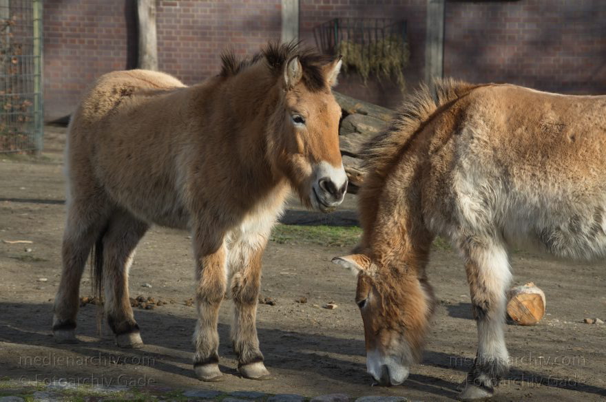 Tiere. Przewalski-Pferde
7. 2. 2014. Berlin. Tiergarten. Zoologischer Garten Berlin. Tiere. Przewalski-Pferde
Schlüsselwörter: Berlin;Pferd;Przewalski;Tiere;Tiergarten;2014;Zoologischer Garten Berlin