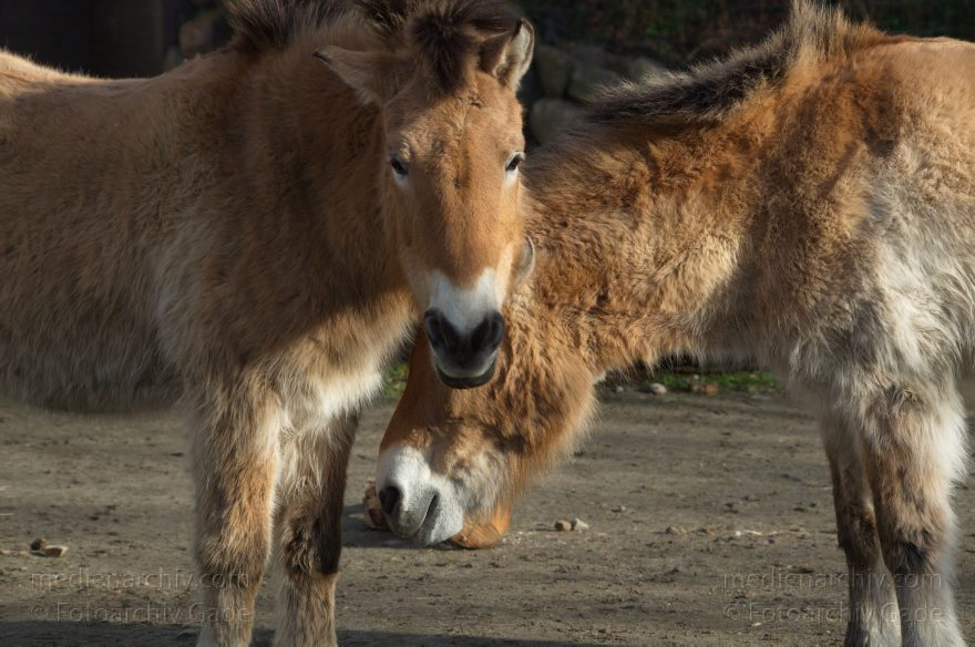 Tiere. Przewalski-Pferde
7. 2. 2014. Berlin. Tiergarten. Zoologischer Garten Berlin. Tiere. Przewalski-Pferde
Schlüsselwörter: Berlin;Pferd;Przewalski;Tiere;Tiergarten;2014;Zoologischer Garten Berlin
