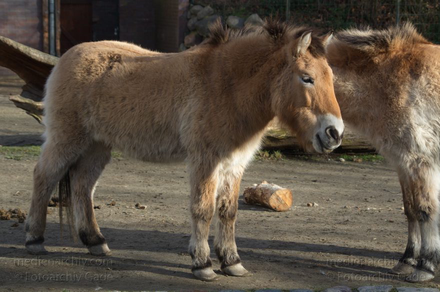 Tiere. Przewalski-Pferde
7. 2. 2014. Berlin. Tiergarten. Zoologischer Garten Berlin. Tiere. Przewalski-Pferde
Schlüsselwörter: Berlin;Pferd;Przewalski;Tiere;Tiergarten;2014;Zoologischer Garten Berlin