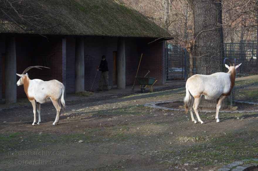 Zoologischer Garten Berlin. Tiere
7. 2. 2014. Berlin. Tiergarten. Zoologischer Garten Berlin. Tiere
Schlüsselwörter: Berlin;Tiere;Tiergarten;2014;Zoologischer Garten Berlin