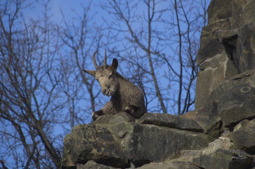 Zoologischer Garten Berlin. Tiere
7. 2. 2014. Berlin. Tiergarten. Zoologischer Garten Berlin. Tiere. Steinbock. Capra
Schlüsselwörter: Berlin;Capra;Steinbock;Tiere;Tiergarten;2014;Zoologischer Garten Berlin