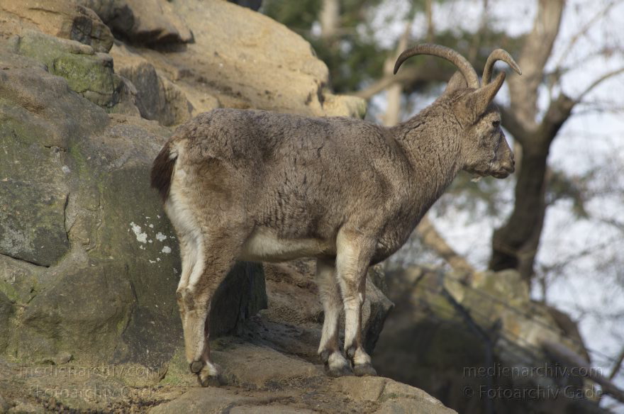 Zoologischer Garten Berlin. Tiere
7. 2. 2014. Berlin. Tiergarten. Zoologischer Garten Berlin. Tiere. Steinbock. Capra
Schlüsselwörter: Berlin;Capra;Steinbock;Tiere;Tiergarten;2014;Zoologischer Garten Berlin