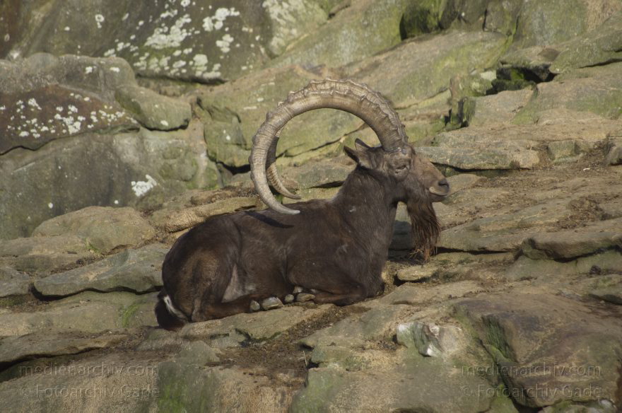 Zoologischer Garten Berlin. Tiere
7. 2. 2014. Berlin. Tiergarten. Zoologischer Garten Berlin. Tiere. Steinbock. Capra
Schlüsselwörter: Berlin;Capra;Steinbock;Tiere;Tiergarten;2014;Zoologischer Garten Berlin