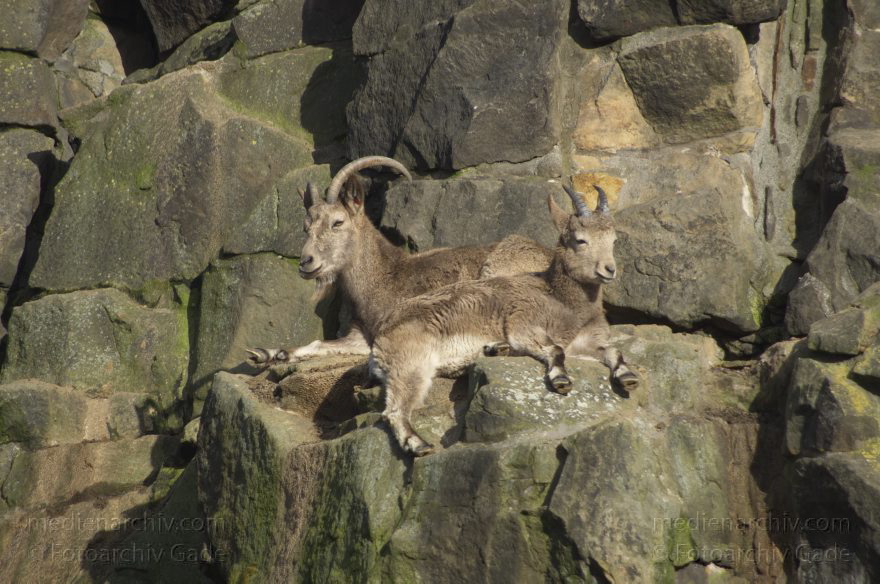 Zoologischer Garten Berlin. Tiere
7. 2. 2014. Berlin. Tiergarten. Zoologischer Garten Berlin. Tiere. Steinbock. Capra
Schlüsselwörter: Berlin;Capra;Steinbock;Tiere;Tiergarten;2014;Zoologischer Garten Berlin