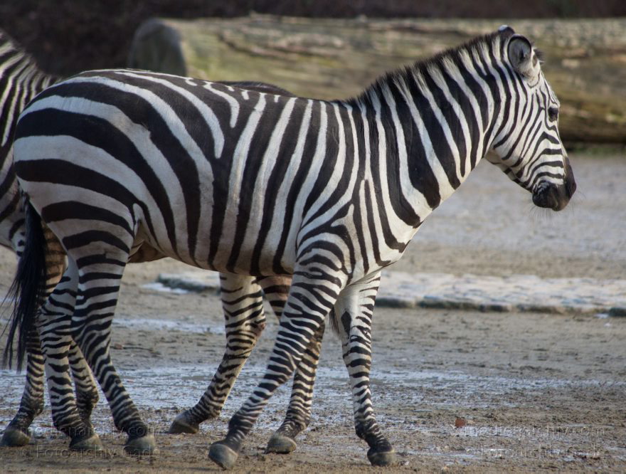 Tiere. Bär. Ursidae
7. 2. 2014. Berlin. Tiergarten. Zoologischer Garten Berlin. Tiere. Zebra
Schlüsselwörter: Berlin;Tiere;Tiergarten;Zebra;2014;Zoologischer Garten Berlin