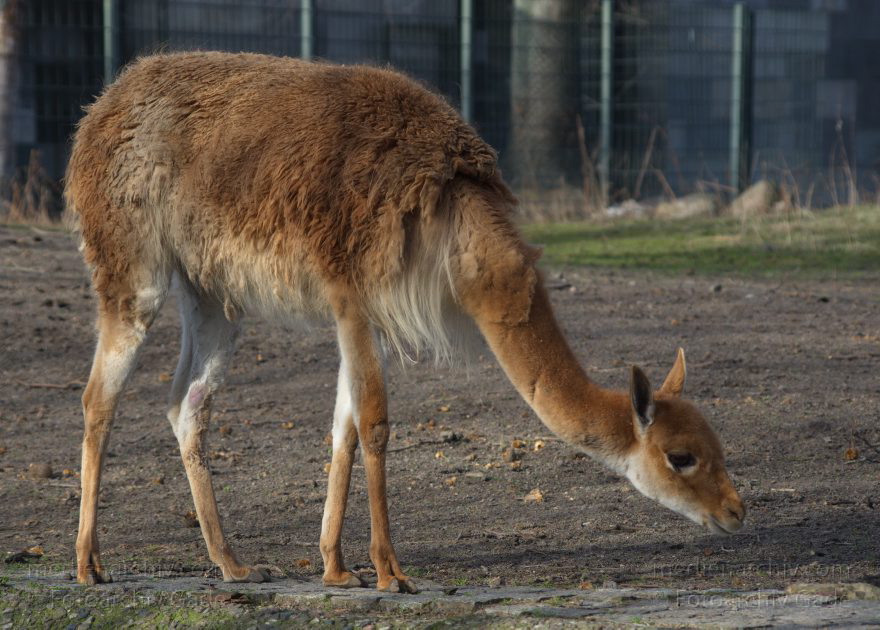 Tiere. Vikunja. Vicugna vicugna
7. 2. 2014. Berlin. Tiergarten. Zoologischer Garten Berlin. Tiere. Vikunja. Vicugna vicugna
Schlüsselwörter: Berlin;Tiere;Tiergarten;Vicugna vicugna;Vikunja;2014;Zoologischer Garten Berlin