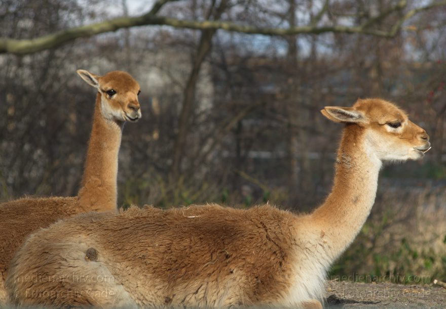Tiere. Vikunja. Vicugna vicugna
7. 2. 2014. Berlin. Tiergarten. Zoologischer Garten Berlin. Tiere. Vikunja. Vicugna vicugna
Schlüsselwörter: Berlin;Tiere;Tiergarten;Vicugna vicugna;Vikunja;2014;Zoologischer Garten Berlin