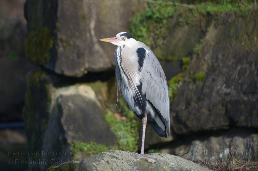 Zoologischer Garten Berlin. Tiere
7. 2. 2014. Berlin. Tiergarten. Zoologischer Garten Berlin. Tiere
Schlüsselwörter: Berlin;Fischreiher;Graureiher;Tiere;Tiergarten;Vogel;2014;Zoologischer Garten Berlin