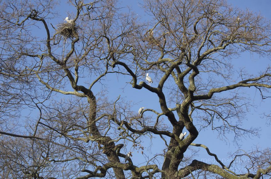 Vogel. Graureiher. Fischreiher. Ardea cinerea
7. 2. 2014. Berlin. Tiergarten. Zoologischer Garten Berlin. Tiere. Vogel. Graureiher. Fischreiher. Ardea cinerea
Schlüsselwörter: Ardea cinerea;Berlin;Fischreiher;Graureiher;Tiere;Tiergarten;Vogel;2014;Zoologischer Garten Berlin