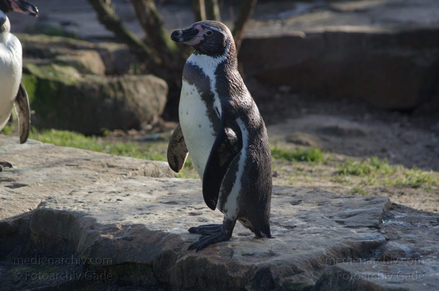 Vogel. Humboldt-Pinguin. Spheniscus humboldti. Humboldtpinguin
7. 2. 2014. Berlin. Tiergarten. Zoologischer Garten Berlin. Tiere. Vogel. Humboldt-Pinguin. Spheniscus humboldti. Humboldtpinguin
Schlüsselwörter: Berlin;Humboldt-Pinguin;Humboldtpinguin;Pinguin;Tiere;Tiergarten;Vogel;2014;Zoologischer Garten Berlin