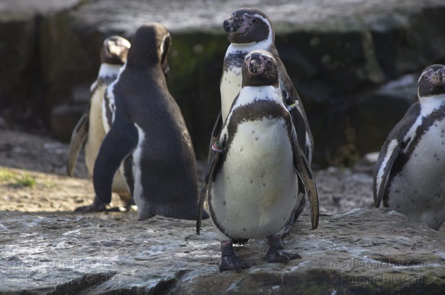 Vogel. Humboldt-Pinguin. Spheniscus humboldti. Humboldtpinguin
7. 2. 2014. Berlin. Tiergarten. Zoologischer Garten Berlin. Tiere. Vogel. Humboldt-Pinguin. Spheniscus humboldti. Humboldtpinguin
Schlüsselwörter: Berlin;Humboldt-Pinguin;Humboldtpinguin;Pinguin;Tiere;Tiergarten;Vogel;2014;Zoologischer Garten Berlin
